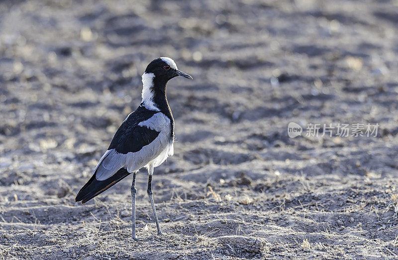 铁匠田凫或铁匠鸻(Vanellus armatus)通常发生在肯尼亚，通过坦桑尼亚中部到非洲南部和西南部。肯尼亚安博塞利国家公园。鸻形目。